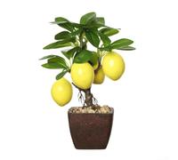 Artificial Bonsai Tree with Faux Fruit for Indoor Spaces Designed to Elevate Desk Shelf Table Top Ambiance Naturally (D)