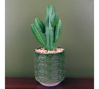 Artificial Cactus Cacti Planter Green Ceramic Botanik Leaf Green One Size
