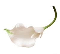 Artificial Calla Lilies in EVA, Realistic Faux Flowers for Home Decor, Wedding Centerpieces, Bridal Bouquets, Sturdy Stems, No Maintenance Needed, 47-48cm Height, for IDEAL for Events(White And Green)