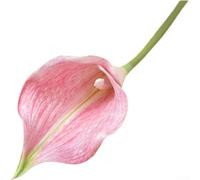 Artificial Calla Lilies in EVA, Realistic Faux Flowers for Home Decor, Wedding Centerpieces, Bridal Bouquets, Sturdy Stems, No Maintenance Needed, 47-48cm Height, for IDEAL for Events(Deep Pink)