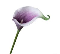 Artificial Calla Lily Bouquet, 5-Piece Set for Home & Wedding Decor, Realistic PVE Floral Arrangement, Low-Maintenance Elegant Décor, Living Room Bedroom Office Use(Shallow purple)