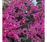 Artificial Cherry Blossom Branches, Silk Faux Pink Flower Stems for Vase (Purple)