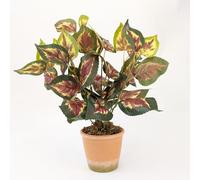 Artificial Coleus Coloured Leaf Plant in Pot with Variegated Burgundy-Green Leaves