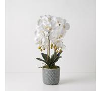 HOMESCAPES Artificial Orchid Plant in Blue Ceramic Pot - Cream Fake Orchids that Look Real - Realistic Faux Flower Arrangement for Indoor Home Decor, Living Room Office & Kitchen Table Centerpiece