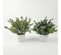 Homescapes Artificial Daphne Odora & Eucalyptus In White Pot
