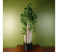 Leaf Artificial Deluxe 75Cm Green Jade Plant, Green