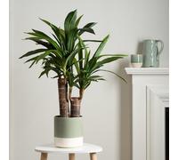 Scottish Everlastings Ltd Double Stem Yucca Tree 80cm, Green