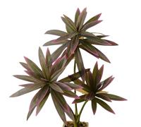 Artificial Dracaena Plant,Fake Plants,60 cm Tall Tropical Dracaena Tree,Artificial Plants for Home,Office,Living,Room Decor (Purple)