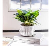Artificial Epipremnum Aureum Plant In Decorative Jazzy Pot For Indoor Green Houseplant Decoration
