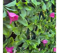 Artificial Expanding Trellis Garden Fence Balcony Screening 1m x 2m (Pink Bougainvillea Flowers)