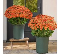 Artificial Fall Flowers Fake Mums for Outdoors Look Real UV Resistant Waterproof No Fade Faux Flowers Plants with Eucalyptus for Garden Porch Patio Fall Home Decor (Orange, 10 Bundles)