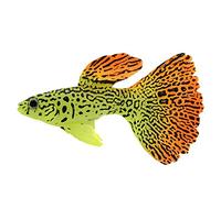 Artificial Faux Fake Gold Fish Glowing Effect Aquarium Fish Tank Decor Floating Ornament C Durability and attraction