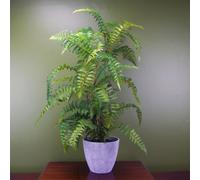 Artificial Fern Tree Plant In Decorative Planter Botanik
