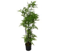 Artificial Fern Tree Plant Natural Moss 150cm 5ft Leaf Trees Realistic Plant Botanik Leaf Green One Size