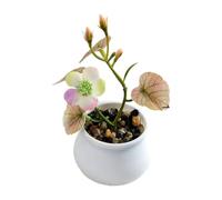 Artificial Flower Bonsai for Home and Office Decor Small Potted Pine Tree for Stylish Spaces (Autumn-02)