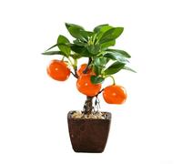 Artificial Fruit Bonsai Tree, Realistic Fake Potted Plant with Red Fruit for Home Office Decor, No Maintenance Plastic Tabletop Centerpiece, 23cm(A)