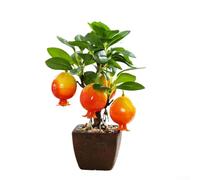 Artificial Fruit Bonsai Tree, Realistic Fake Potted Plant with Red Fruit for Home Office Decor, No Maintenance Plastic Tabletop Centerpiece, 23cm(B)