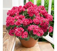 Artificial Geranium Fake Flowers for Outdoors Decoration, 6 Bundles Silk Geraniums Flower UV Resistant Look Real Faux Plants for Outside Planter Front Door Garden Patio Balcony Yard Home, Hot Pink