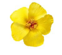 Artificial Hibiscus Flower Hair Clip for Women with Simulation Design for Wedding Prom and Music Festival Occasions