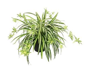 Artificial Indoor Plant Green Lily in Pot Chlorophytum Comosum Water Lily Spider Plant Spider Lily Hanging Plant Artificial Plant Hanging Plastic Plant Fake Wedding Decoration Silk Plant Silk Flower