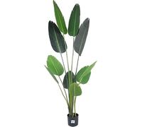 Artificial Large Leaves Tropical Plants, Traveller Palm, Mixed Materials, Dracaena Large,artificial traveller's tree height 180cm