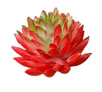 Artificial Mini Succulent Plant for Desktop and Garden Use, Realistic Simulation Bonsai for Indoor and Outdoor Decoration (Red+Green)