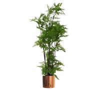 Artificial Natural Look Moss Fern Large Copper Planter 150cm 5ft Realistic Botanik Leaf Green One Size