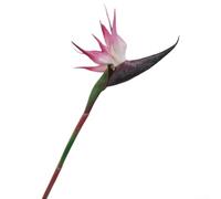 Artificial Paradise Bird Flowers Set 6 Pieces Tropical Plants Indoor Decorative Stems Orange Pink Blue Green Red Home Wedding Garden Decor 63cm(trumpet pink)