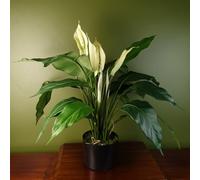 Artificial Peace Lily White Spathiphyllum