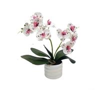Artificial Pink Orchid Flower Arrangement in Contemporary Vase Silk Phalaenopsis Plant with Double Stems Lifelike Floral Display for Living Room Office(Purple and white)