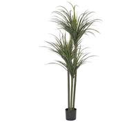 Artificial Plant DRACAENA ANITA 198 cm Green