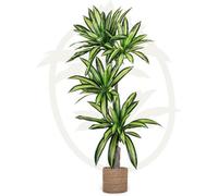Artificial Plant Dracaena, Maia Shop For Home And Office Decoration, 170Cm