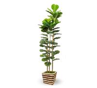 Artificial Plant Indoor with Woven Basket 150cm Tall Faux Fiddle Leaf Fig Tree with Real-Wood Trunk,Fake Plants for Living Rooms, Offices, Kitchens & Outdoor Spaces