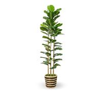 Artificial Plant Indoor with Woven Basket 150cm Tall Faux Fiddle Leaf Fig Tree with Real-Wood Trunk,Fake Plants for Living Rooms, Offices, Kitchens & Outdoor Spaces (Round Basket)