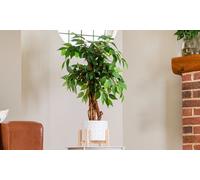 Artificial Plants and Trees, Artificial Ficus Tree 3 Trunks 150cm