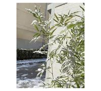 Artificial Plants for Privacy Screening, Low Maintenance Faux Bamboo Trees, Waterproof Decor for Indoor Outdoor Garden Fence or Courtyard