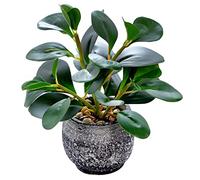 Artificial Plants Potted Real Looking Small Faux Plant with Rustic Black Cement Planter for Kitchen Office Desk Bookshelf Decor (Ficus Plant)