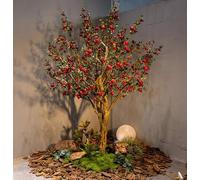 Artificial Pomegranate Tree - Indoor Simulation Tree for Decoration, Greenery Ornaments for Home, Courtyard, Wedding, Porch, Balcony