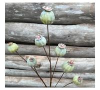 Artificial Poppy Seed Head Spray, Realistic Dried Green Poppy Seed Heads Flower Stem, Rustic Autumn Floral Arrangement Decor, Fake Poppies, Likelike Faux Flower Spray