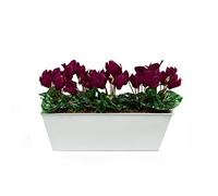 Artificial Purple Cyclamen in White Tin Planter (Window box) 45cm