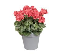 Artificial Red Geranium Grey Patio Planter 60cm/24in