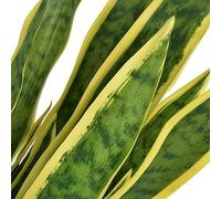 Artificial Sansevieria Bow Hemp with Pot 65 cm Green, Plastic and Real Wood, 21 Leaves, Easy-Care Indoor Plant for Living Room, Office, Balcony, Indoor and Outdoor Decoration
