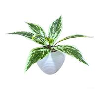 Artificial Sansevieria Plant 36cm Realistic 7-Fork Leaves(J)