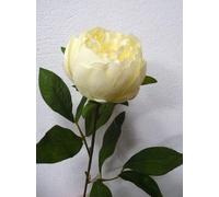 Artificial Silk Peony - 64cm, Cream