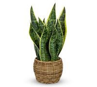 Artificial Snake Plant in Wicker Basket 44cm Faux Sansevieria Potted Plant | Artificial Sansevieria Plant with 10 Leaves Fake Plants in Pot Artificial Plants Indoor Greenery for Home Office Table Shelf