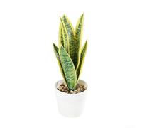 Artificial Snake Plant Potted, Fake Sansevieria Faux Houseplant with Natural Textures, Low Maintenance Plastic Greenery for Office Home Decor, Small Desktop(A)