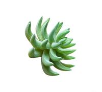 Artificial Succulent Plants, 1 Pack Flocked Fake Lotus Home Decor for DIY Garden Office Study Decoration, Non-Wilting, Low-Maintenance, All-Year-Round Use