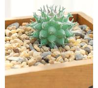 Artificial Succulent Plants, 1 Pack Flocked Fake Lotus Home Decor for DIY Garden Office Study Decoration, Non-Wilting, Low-Maintenance, All-Year-Round Use