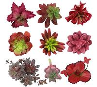 Artificial Succulent Plants Faux Assorted-9PCS Unpotted Fake Succulents Textured Cactus Stems Cacti Aloe Succulent In Different Red Artificial Hanging String of Pearls Plant For Wedding For Home Decor