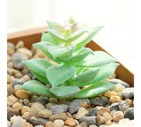 Artificial Succulent Plants PVC PE Fake Lotus Floral Décor, Flocked Design for Home, Office, Garden, DIY Arrangement